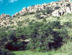 Photo of typical temperate coniferous forest